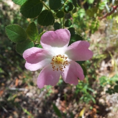 Rosa rubiginosa (Sweet Briar, Eglantine) at Mount Taylor - 20 Nov 2017 by RosemaryRoth