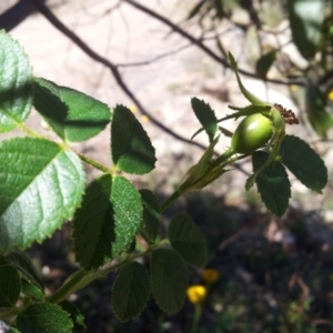 Rosa rubiginosa at Kambah, ACT - 20 Nov 2017 11:28 AM