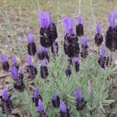 Lavandula stoechas (Spanish Lavender or Topped Lavender) at Conder, ACT - 12 Nov 2017 by MichaelBedingfield