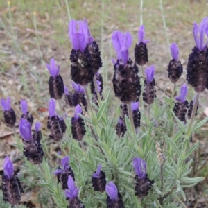 Lavandula stoechas at Conder, ACT - 12 Nov 2017 07:55 PM