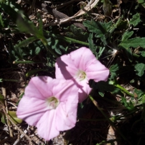 Convolvulus angustissimus subsp. angustissimus at Kambah, ACT - 20 Nov 2017 12:33 PM