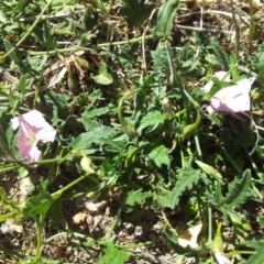 Convolvulus angustissimus subsp. angustissimus at Kambah, ACT - 20 Nov 2017 12:33 PM