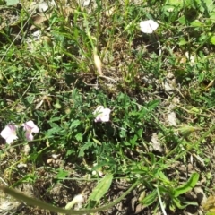 Convolvulus angustissimus subsp. angustissimus at Kambah, ACT - 20 Nov 2017 12:33 PM