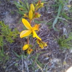 Hypericum perforatum (St John's Wort) at Mount Taylor - 20 Nov 2017 by RosemaryRoth