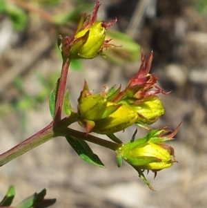 Hypericum perforatum at Kambah, ACT - 20 Nov 2017 12:44 PM