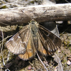 Synemon plana at Gungahlin, ACT - 19 Nov 2017