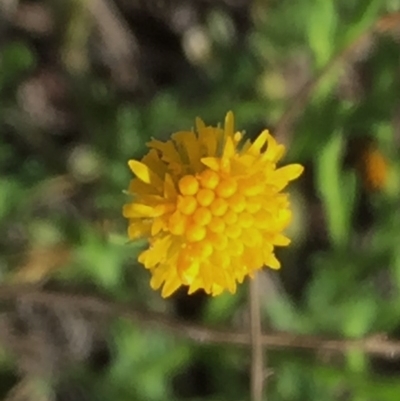 Calotis lappulacea (Yellow Burr Daisy) at Jerrabomberra, NSW - 22 Nov 2017 by Wandiyali