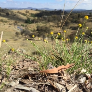 Calotis lappulacea at Jerrabomberra, NSW - 22 Nov 2017