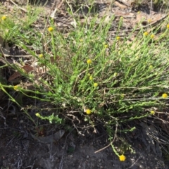 Calotis lappulacea at Jerrabomberra, NSW - 22 Nov 2017