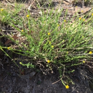 Calotis lappulacea at Jerrabomberra, NSW - 22 Nov 2017 10:46 AM