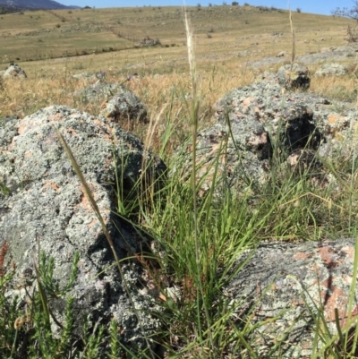 Austrostipa densiflora (Foxtail Speargrass) at Environa, NSW - 21 Nov 2017 by Wandiyali