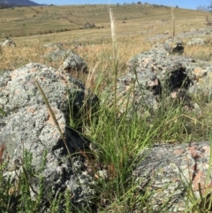 Austrostipa densiflora (Foxtail Speargrass) at Wandiyali-Environa Conservation Area - 21 Nov 2017 by Wandiyali