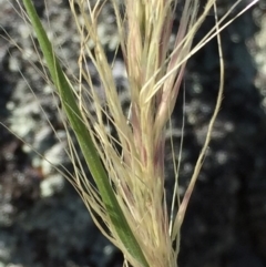 Austrostipa densiflora at Environa, NSW - 22 Nov 2017