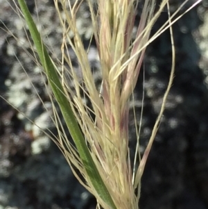 Austrostipa densiflora at Environa, NSW - 22 Nov 2017 10:49 AM