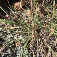 Austrostipa densiflora at Environa, NSW - 22 Nov 2017 10:49 AM