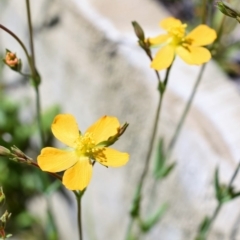 Hypericum gramineum at Wamboin, NSW - 22 Nov 2017