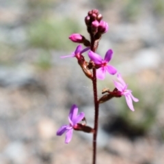 Stylidium graminifolium (grass triggerplant) at Wamboin, NSW - 22 Nov 2017 by Varanus