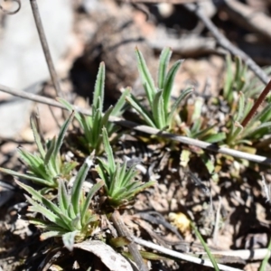 Stylidium graminifolium at Wamboin, NSW - 22 Nov 2017 06:54 PM