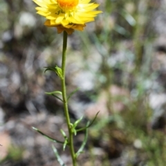 Xerochrysum viscosum (Sticky Everlasting) at Wamboin, NSW - 22 Nov 2017 by Varanus