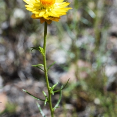 Xerochrysum viscosum (Sticky Everlasting) at Wamboin, NSW - 22 Nov 2017 by Varanus