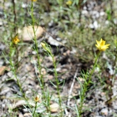 Xerochrysum viscosum at Wamboin, NSW - 22 Nov 2017