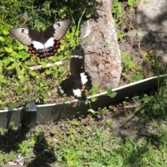 Papilio aegeus (Orchard Swallowtail, Large Citrus Butterfly) at Bermagui, NSW - 21 Nov 2017 by margaretrose