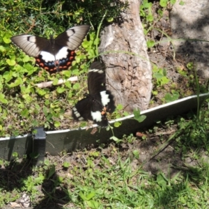 Papilio aegeus at Bermagui, NSW - 21 Nov 2017 10:54 PM