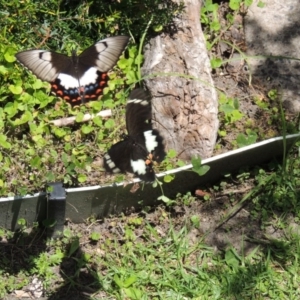 Papilio aegeus at Bermagui, NSW - 21 Nov 2017