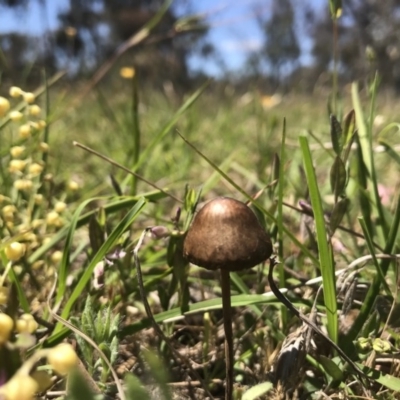 zz agaric (stem; gills white/cream) at Mulligans Flat - 22 Nov 2017 by JasonC