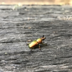 Lamprima aurata (Golden stag beetle) at Cook, ACT - 22 Nov 2017 by JasonC