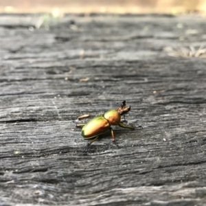 Lamprima aurata at Cook, ACT - 22 Nov 2017 12:47 PM