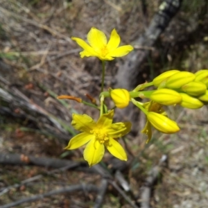 Bulbine glauca at Kambah, ACT - 22 Nov 2017