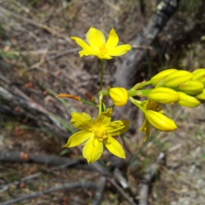 Bulbine glauca (Rock Lily) at Mount Taylor - 22 Nov 2017 by RosemaryRoth