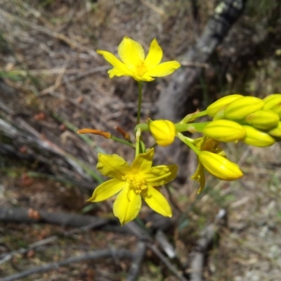 Bulbine glauca (Rock Lily) at Kambah, ACT - 22 Nov 2017 by RosemaryRoth