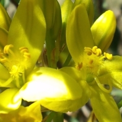 Bulbine glauca at Kambah, ACT - 22 Nov 2017