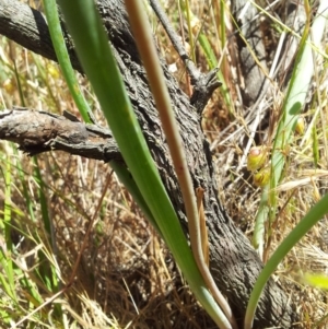 Bulbine glauca at Kambah, ACT - 22 Nov 2017