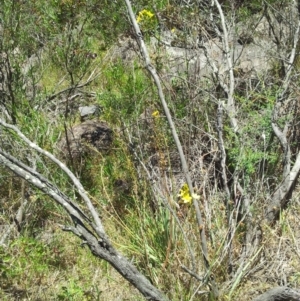 Bulbine glauca at Kambah, ACT - 22 Nov 2017