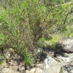 Bulbine glauca at Kambah, ACT - 22 Nov 2017