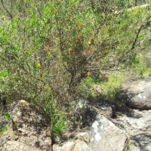 Bulbine glauca at Kambah, ACT - 22 Nov 2017