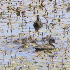 Anas gracilis (Grey Teal) at Mulligans Flat - 19 Nov 2017 by MatthewFrawley