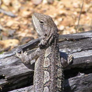 Amphibolurus muricatus at Forde, ACT - 19 Nov 2017 11:45 AM