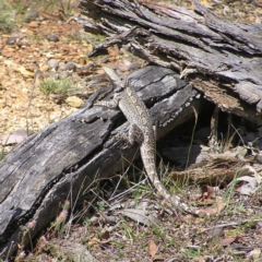 Amphibolurus muricatus at Forde, ACT - 19 Nov 2017