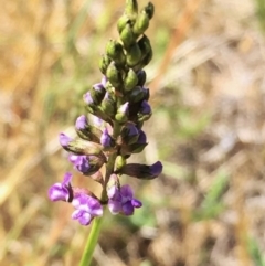 Cullen tenax (Tough Scurf-Pea) at Wandiyali-Environa Conservation Area - 22 Nov 2017 by Wandiyali