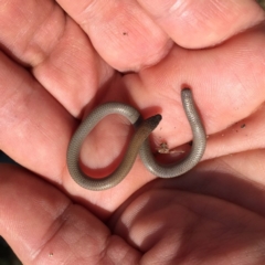 Aprasia parapulchella (Pink-tailed Worm-lizard) at QPRC LGA - 22 Nov 2017 by Wandiyali