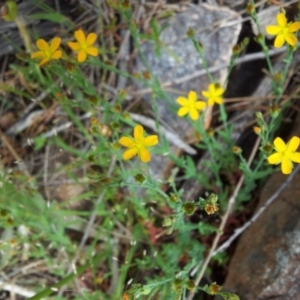 Hypericum gramineum at Kambah, ACT - 17 Nov 2017