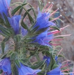 Echium vulgare (Vipers Bugloss) at Kambah, ACT - 20 Nov 2017 by RosemaryRoth