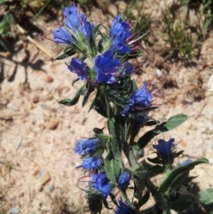 Echium vulgare at Kambah, ACT - 20 Nov 2017 01:40 PM