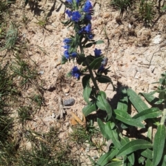 Echium vulgare at Kambah, ACT - 20 Nov 2017