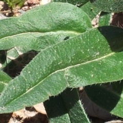 Echium vulgare at Kambah, ACT - 20 Nov 2017 01:40 PM