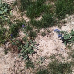 Echium vulgare at Kambah, ACT - 20 Nov 2017 01:40 PM